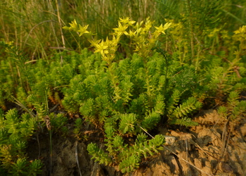 Milder Mauerpfeffer (Sedum sexangulare) - © Philipp Sengl